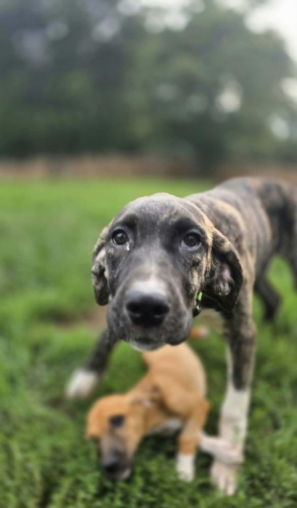 Enlarge Beloved Babes : Becky, a Adopted mixed breed in Aurora, IN image 5/5