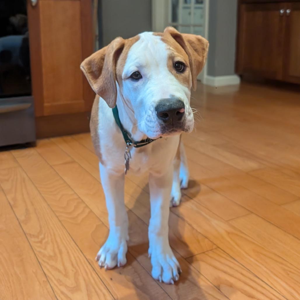 Enlarge Otis, a Adoptable mixed breed in Hopkinton, MA image 1/6