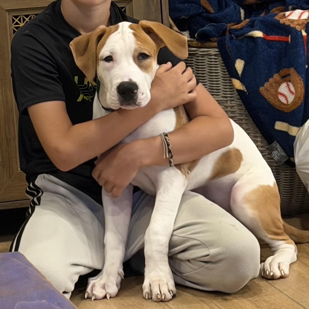 Enlarge Otis, a Adoptable mixed breed in Hopkinton, MA image 2/6