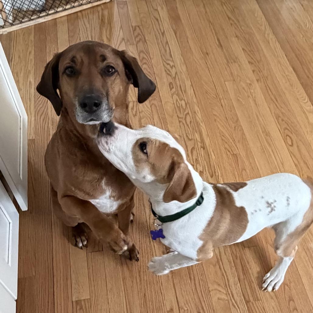 Enlarge Otis, a Adoptable mixed breed in Hopkinton, MA image 4/6