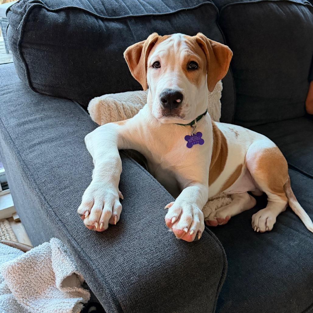 Enlarge Otis, a Adoptable mixed breed in Hopkinton, MA image 5/6