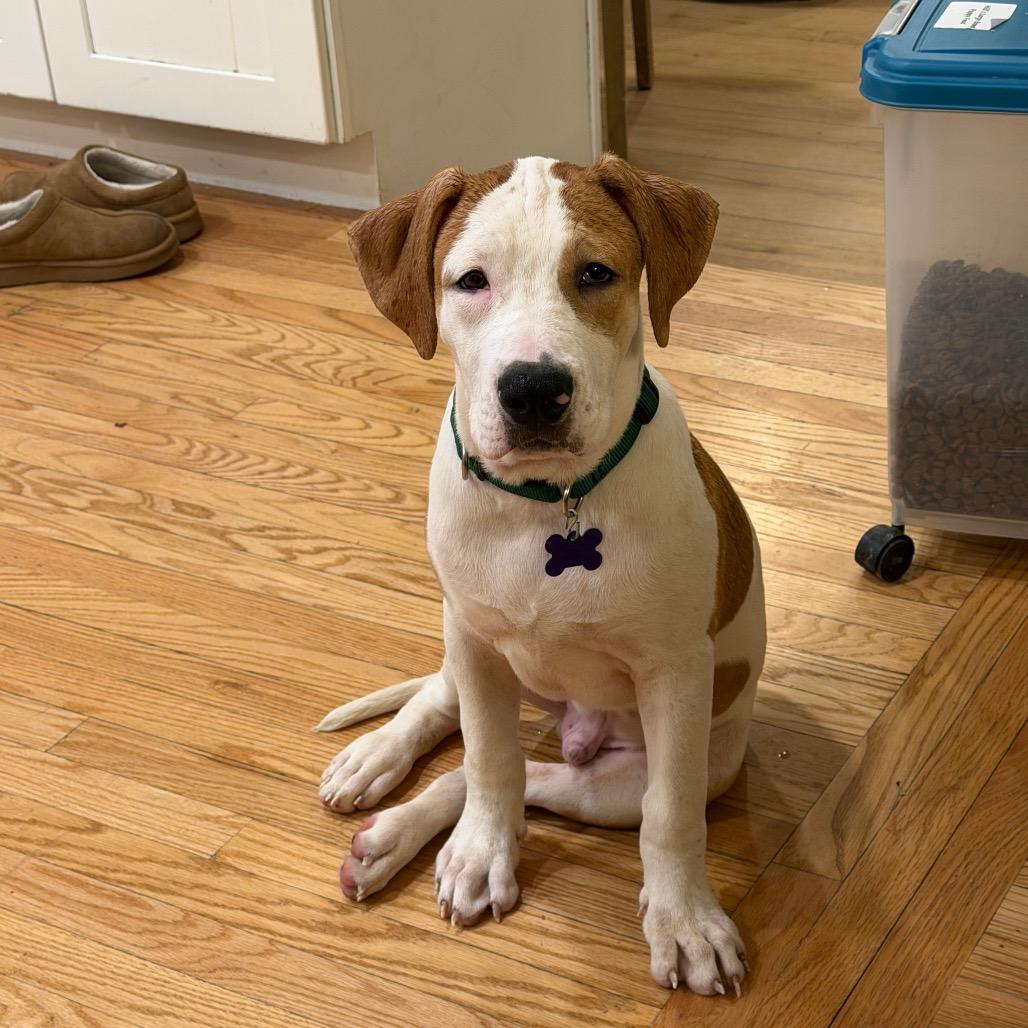 Enlarge Otis, a Adoptable mixed breed in Hopkinton, MA image 6/6