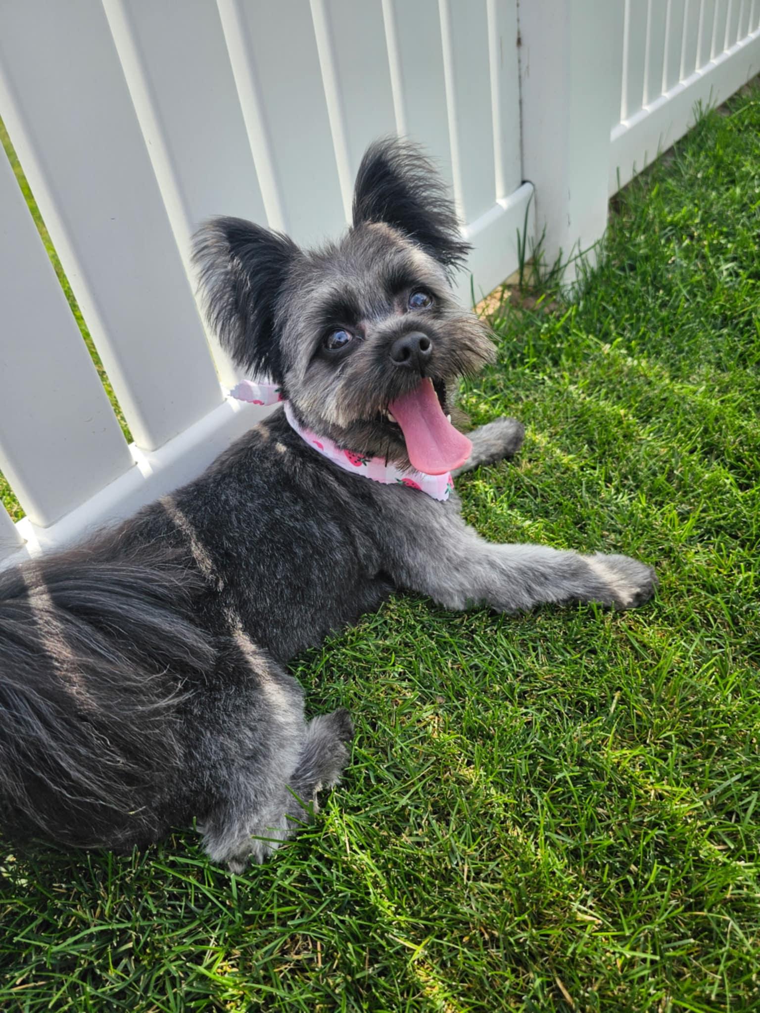 Flo, an adopted mixed breed in Cedar Rapids, IA image 3/3