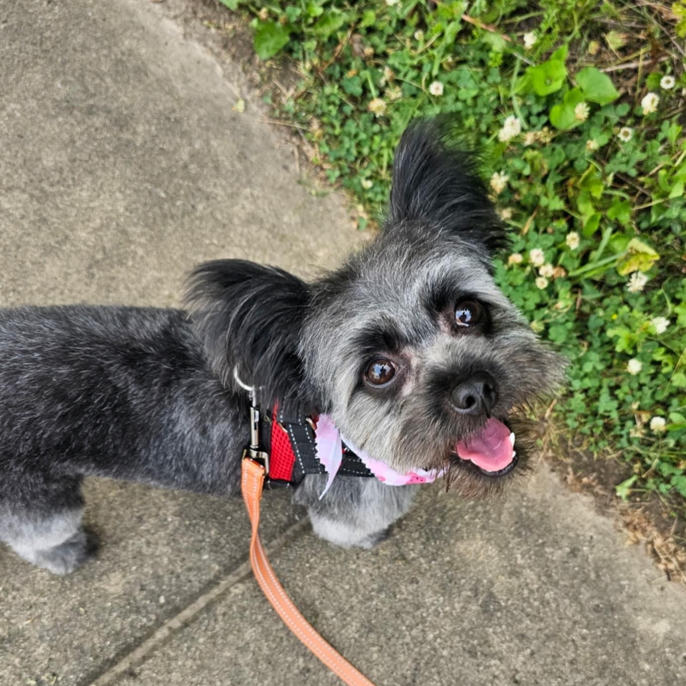 Flo, adopted, Young Female Yorkshire Terrier.