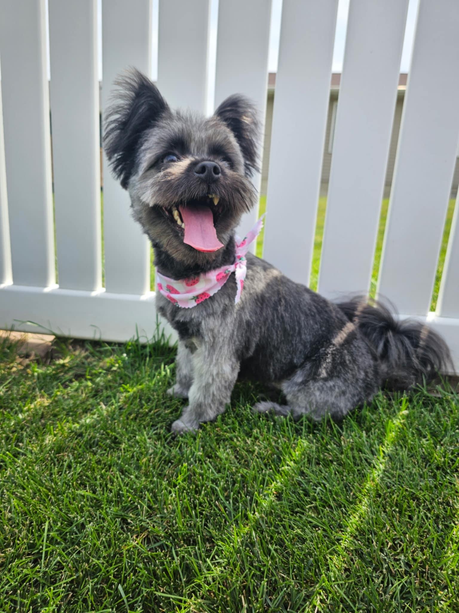 Flo, an adopted mixed breed in Cedar Rapids, IA image 2/3