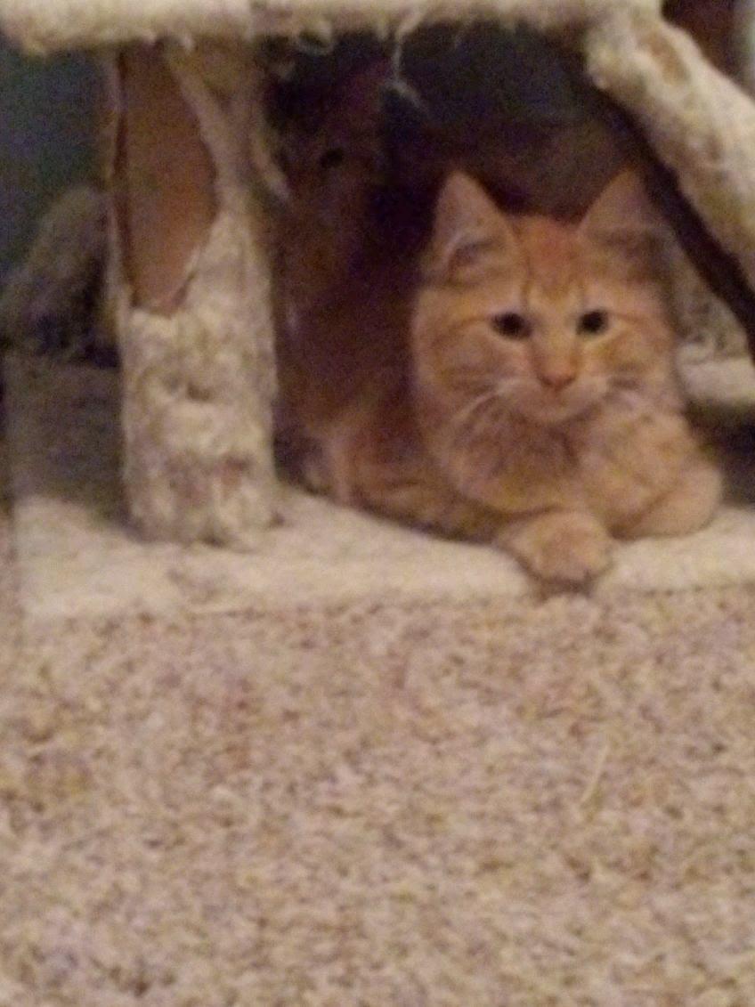 Enlarge Amelia, a Adoptable Domestic Medium Hair in Mound, MN image 1/1