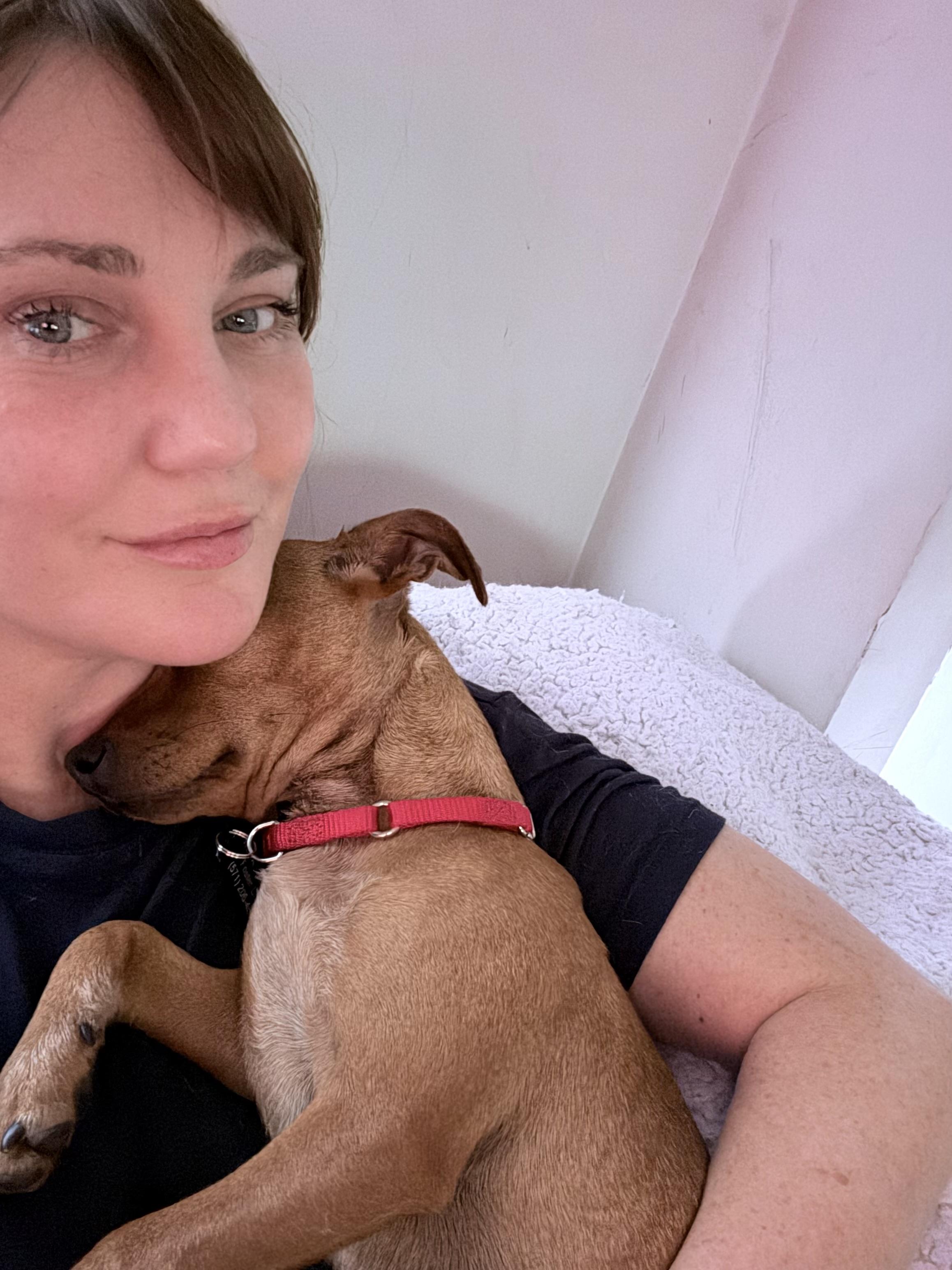 Brownie, a ADOPTABLE mixed breed in Fairfax, VA image 2/5
