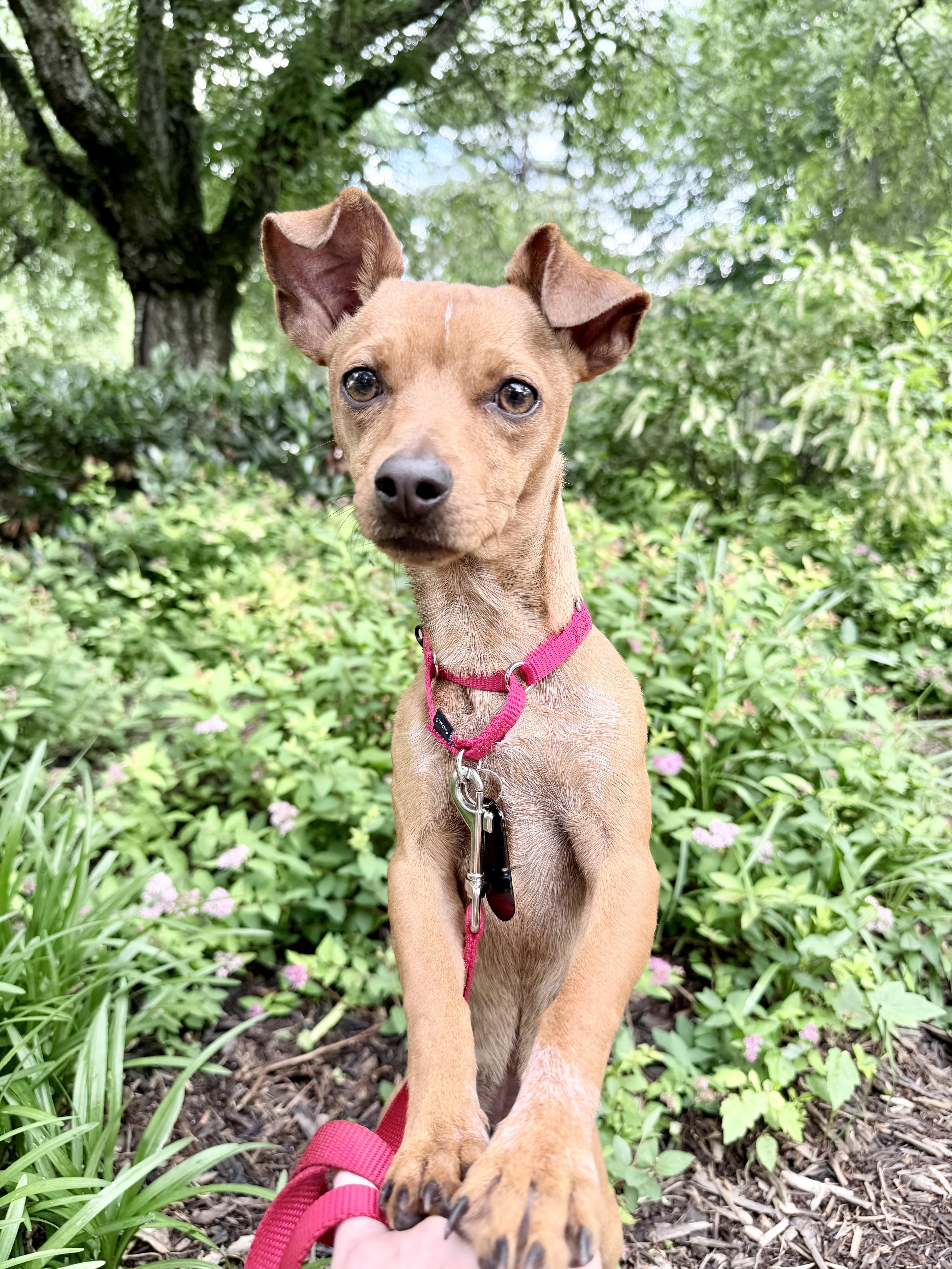 Brownie, a ADOPTABLE mixed breed in Fairfax, VA image 1/5