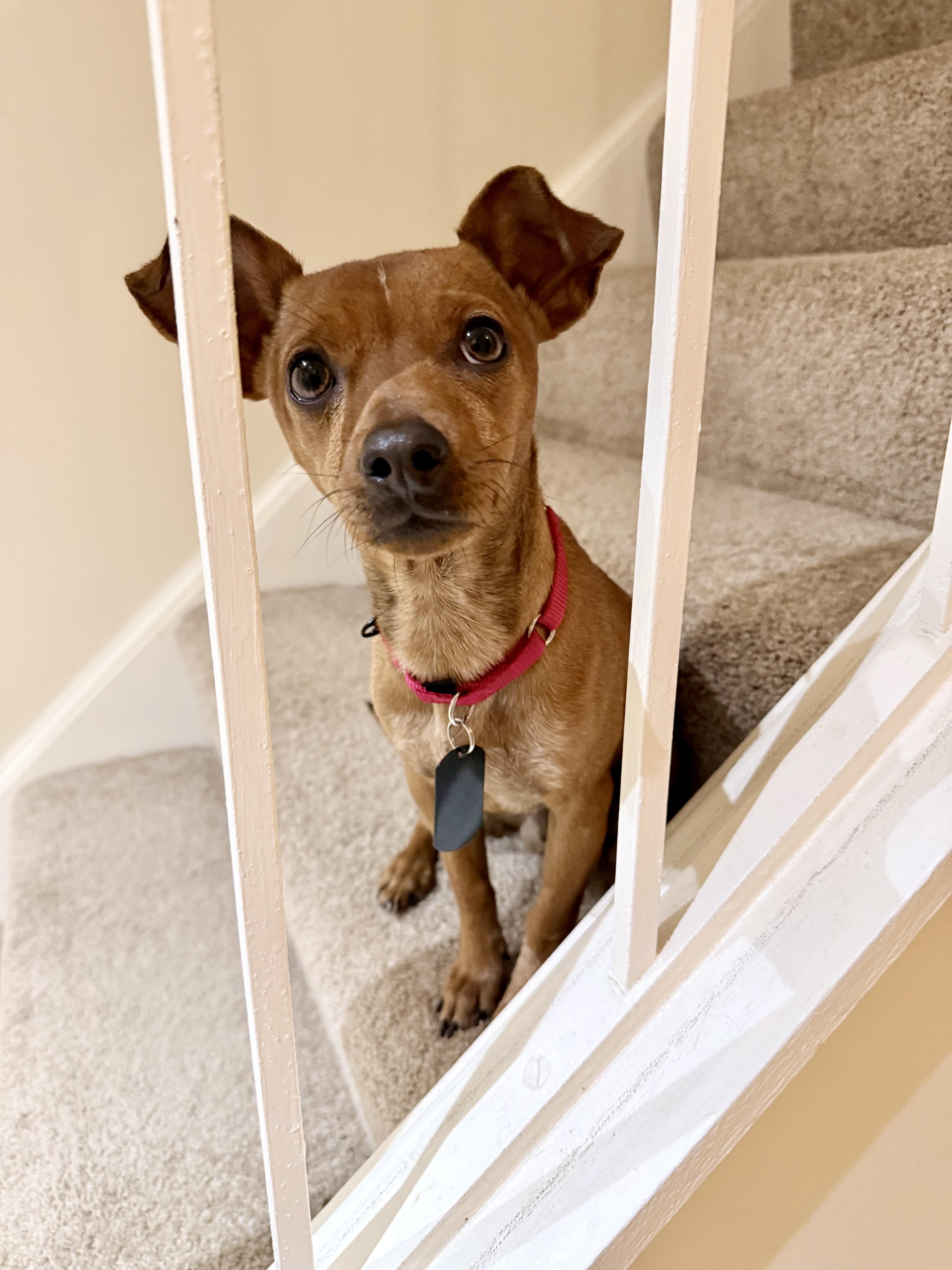 Brownie, a ADOPTABLE mixed breed in Fairfax, VA image 4/5