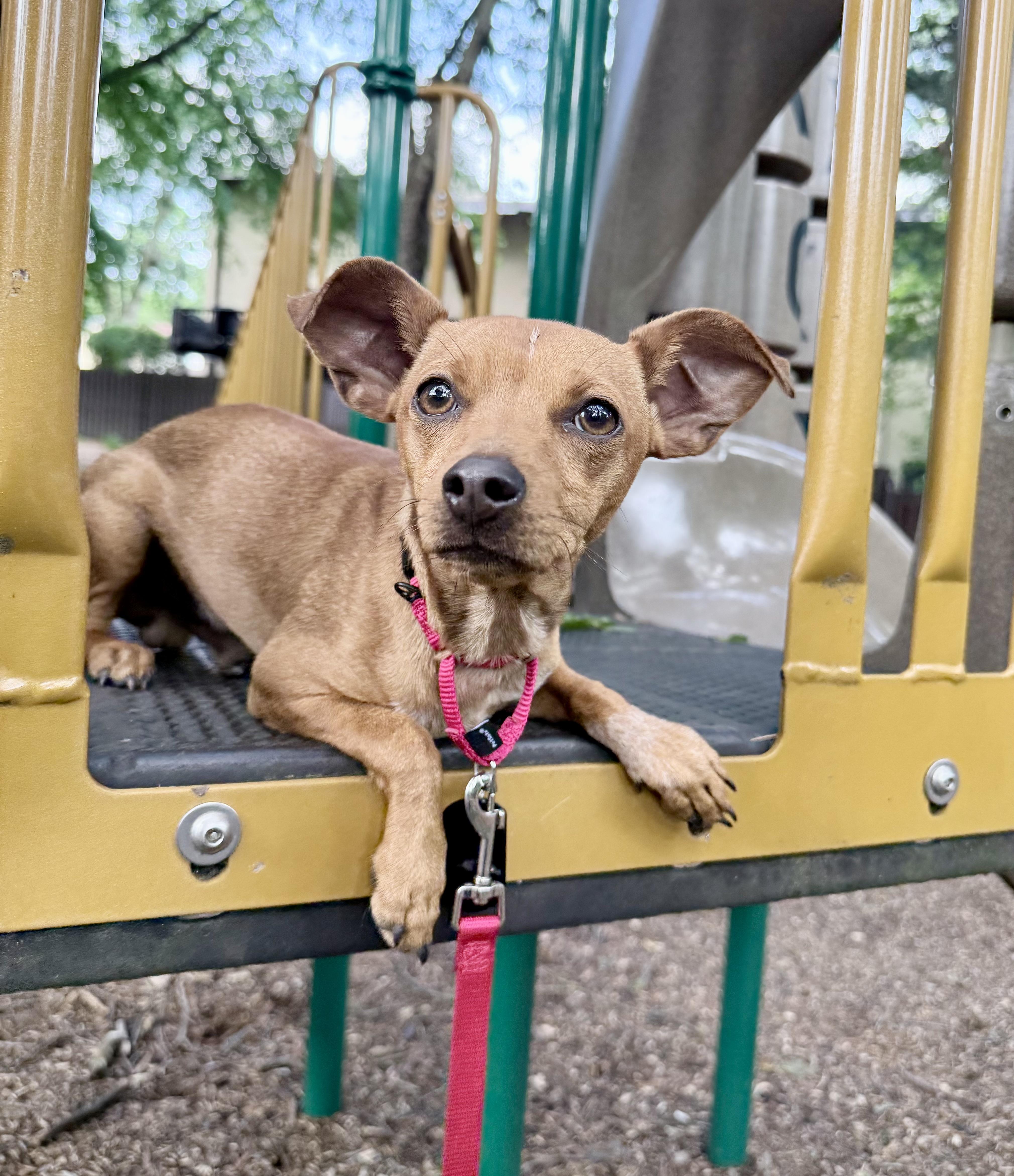 Brownie, a ADOPTABLE mixed breed in Fairfax, VA image 3/5