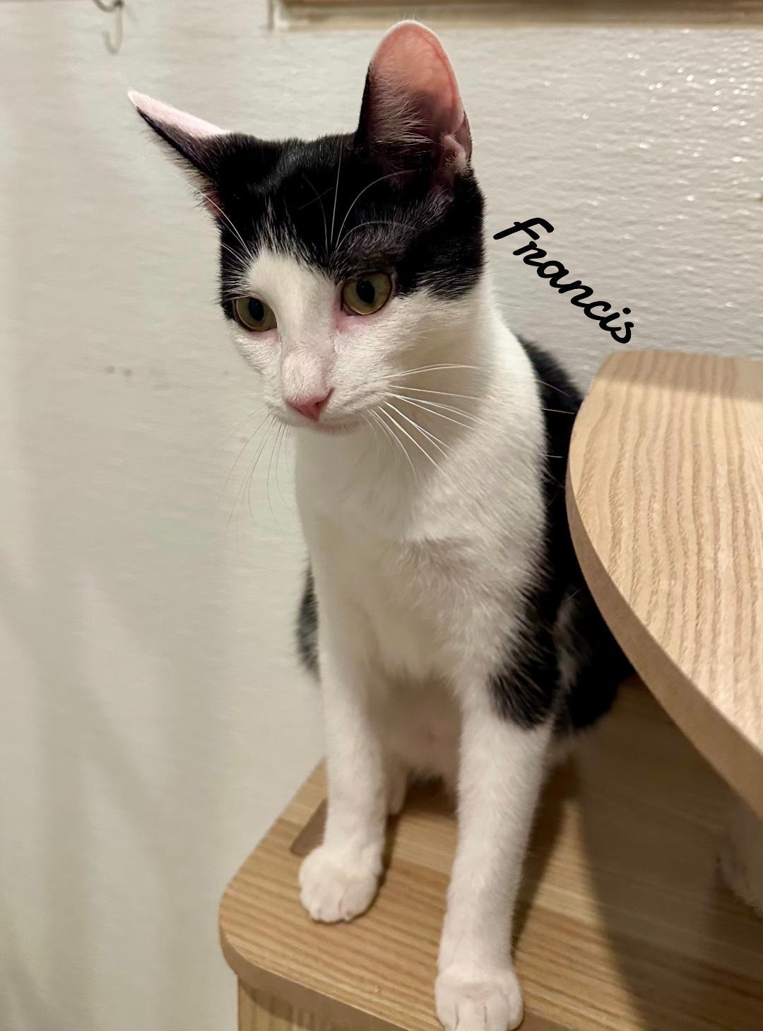 Frances, Adopted, Young Female Domestic Short Hair.