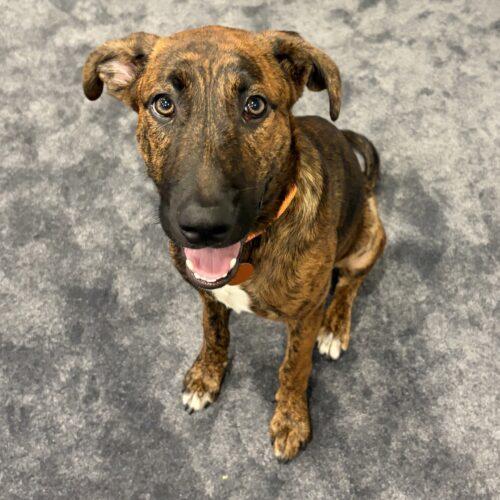 Jaxson, Adoptable, Puppy Male Mountain Cur & Mixed Breed.