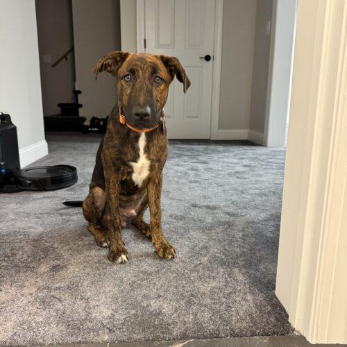 Enlarge Jaxson, a Adoptable mixed breed in Christiansburg, VA image 2/5
