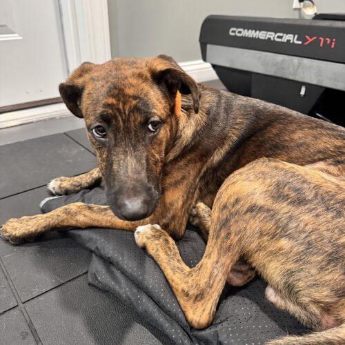 Enlarge Jaxson, a Adoptable mixed breed in Christiansburg, VA image 3/5