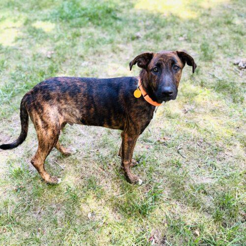 Enlarge Jaxson, a Adoptable mixed breed in Christiansburg, VA image 5/5