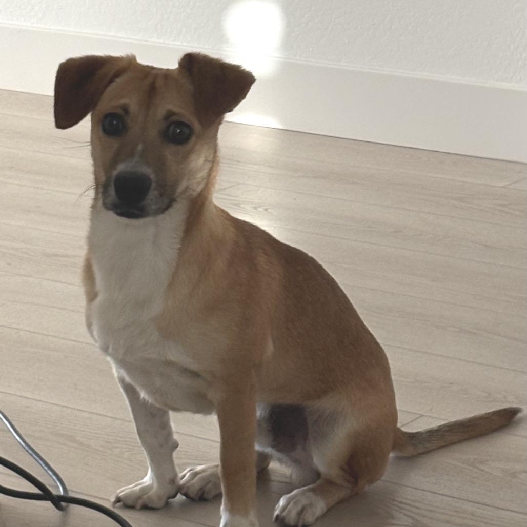 Enlarge Barkley, a Adoptable mixed breed in Phoenix, AZ image 1/1