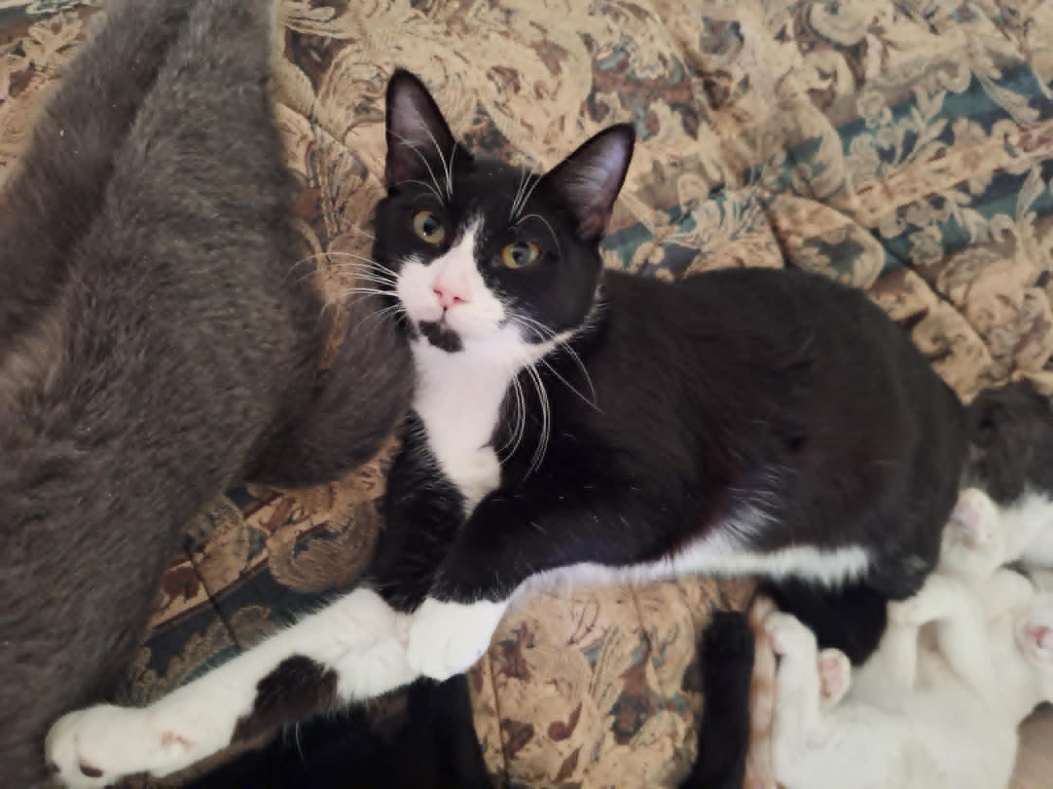 Maria, an adoptable Domestic Short Hair in Mesquite, TX_image-1