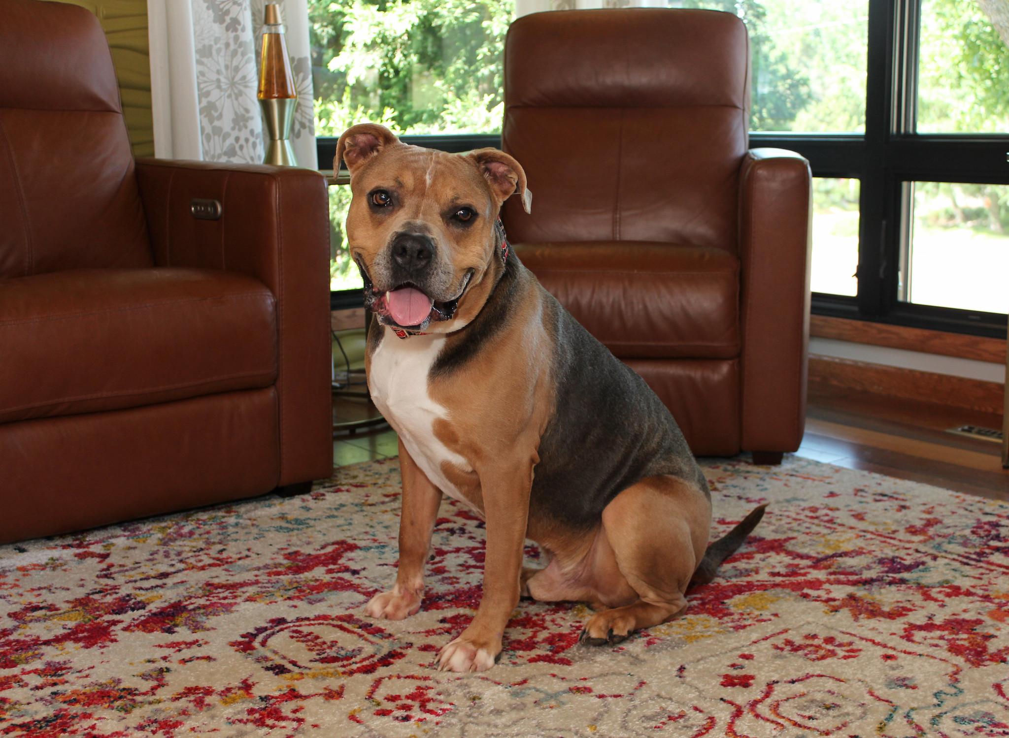 Lars, a Adoptable mixed breed image 1/6
