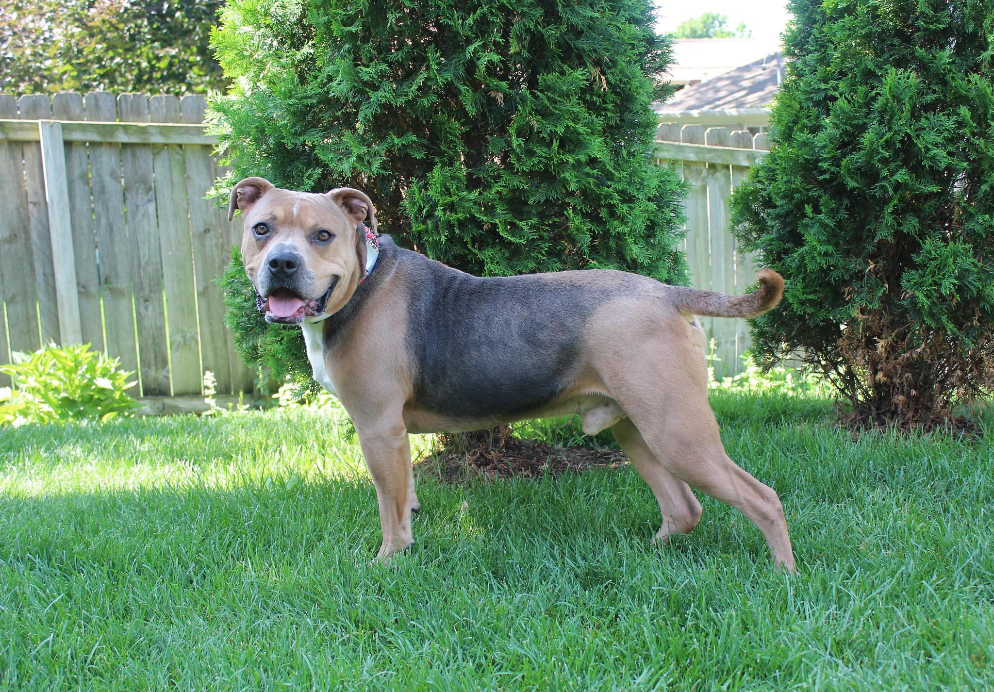 Lars, a Adoptable mixed breed image 2/6