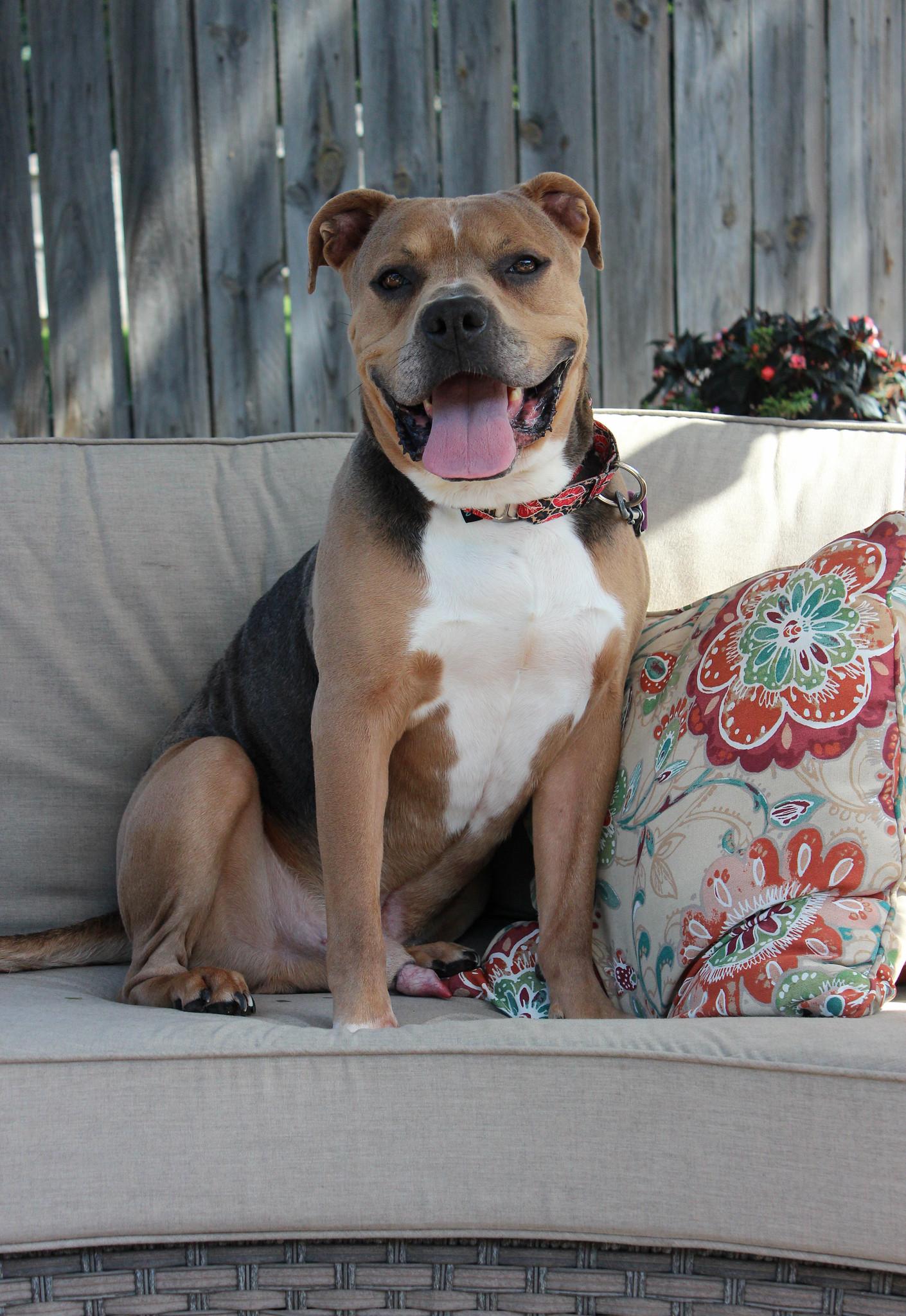 Lars, a Adoptable mixed breed image 3/6