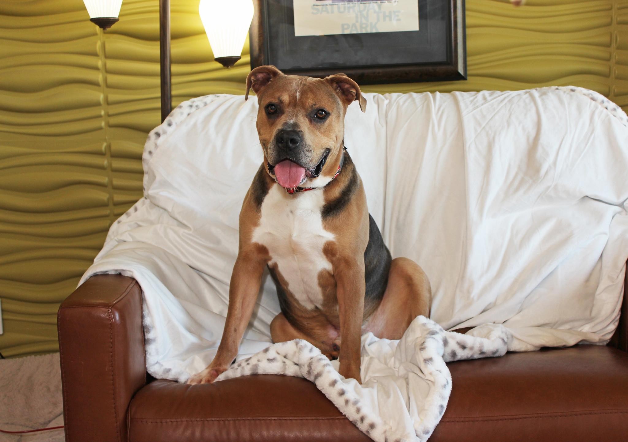 Lars, a Adoptable mixed breed image 4/6