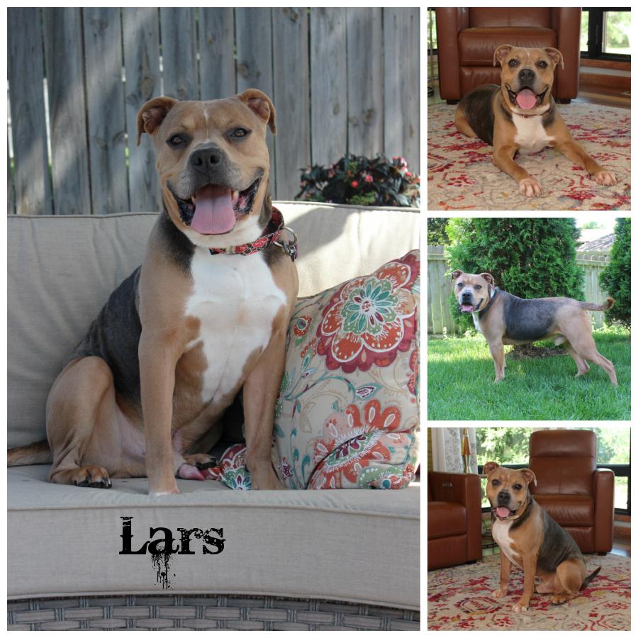Lars, a Adoptable mixed breed image 5/6