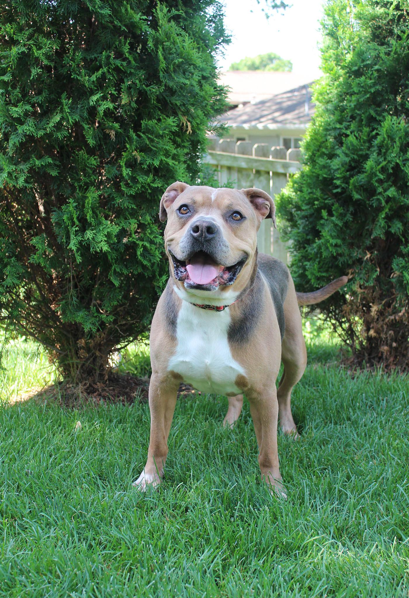 Lars, an adoptable Terrier in Sioux Falls, SD, 57101 | Photo Image 2