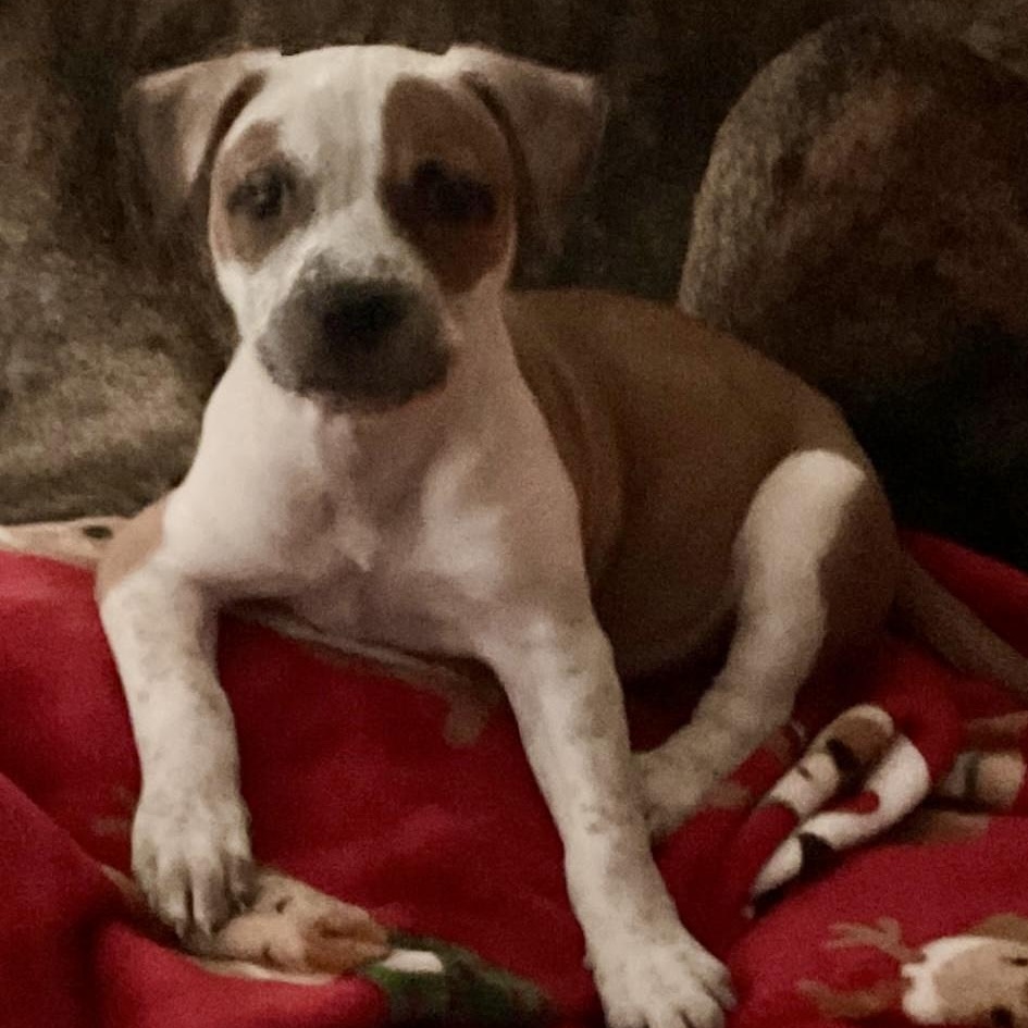 Dolly, Adoptable, Puppy Female Terrier & Boxer.