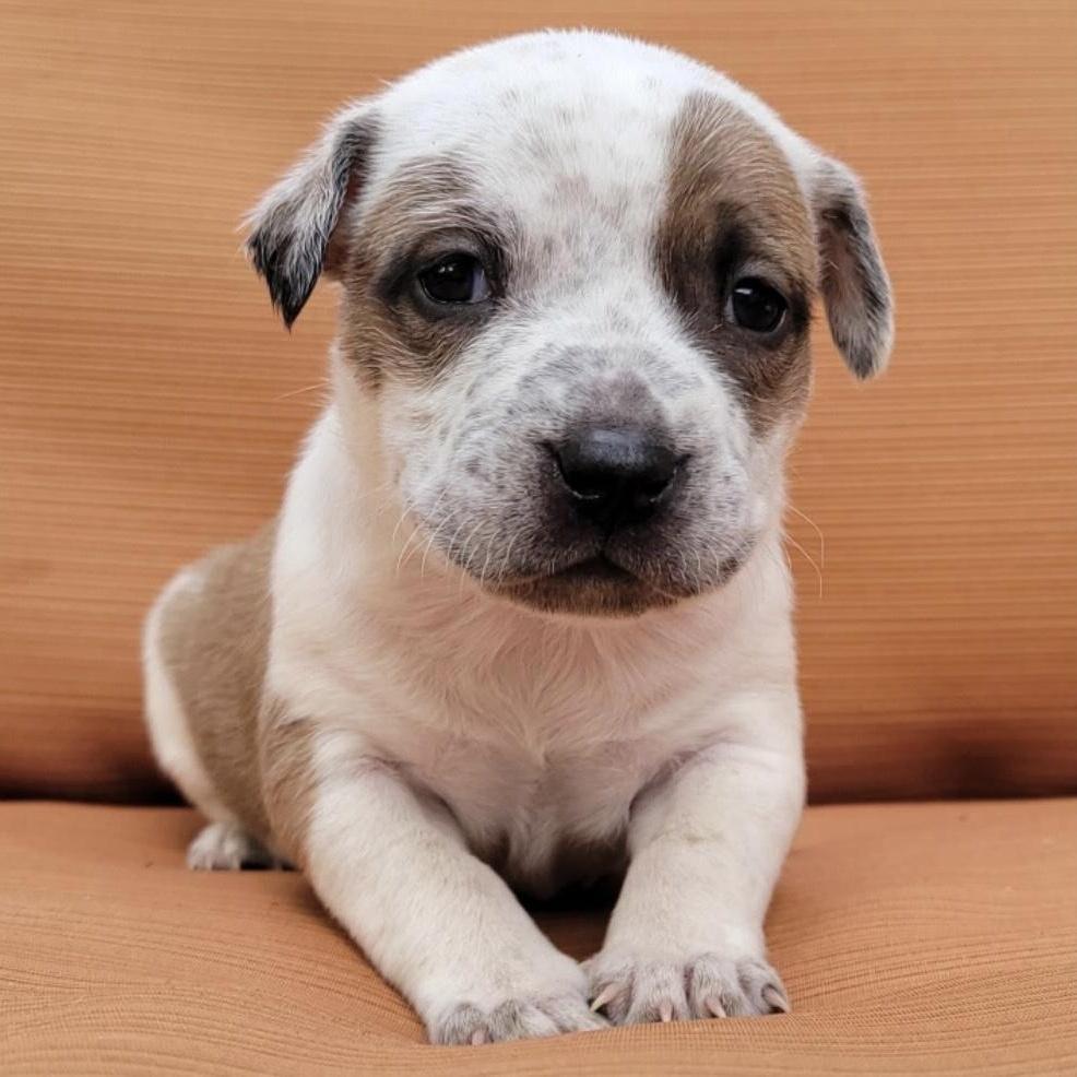 Dolly, a Adoptable mixed breed in Waxhaw, NC image 2/2