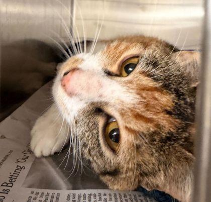 Enlarge Isla, a Adoptable mixed breed in Bryan, TX image 1/1