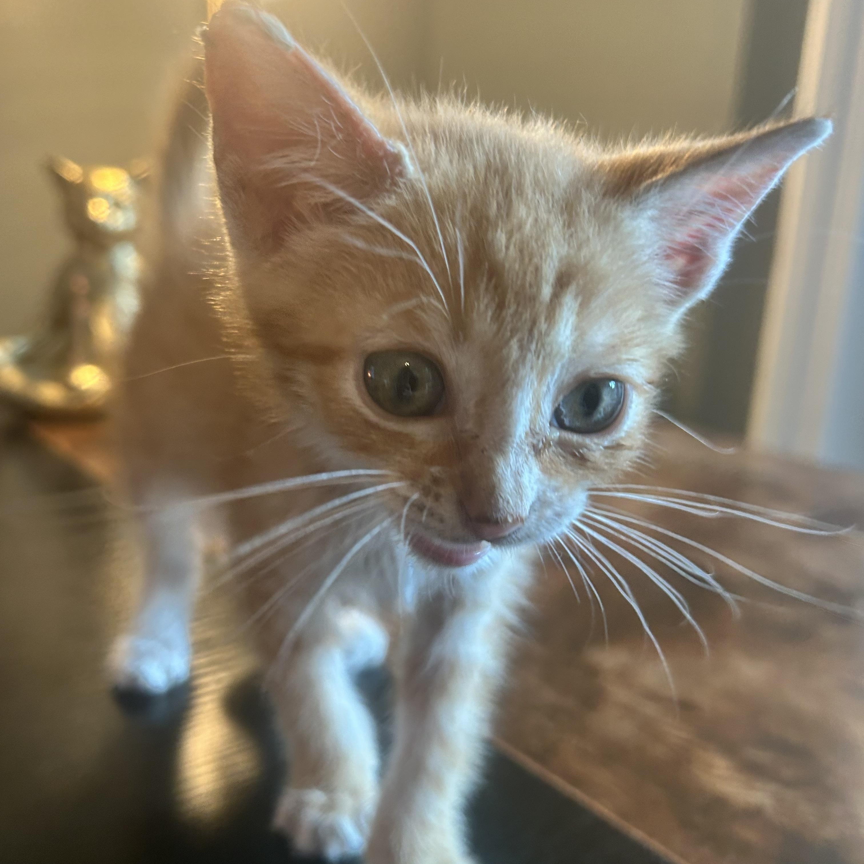 Enlarge Johnny Cash, a ADOPTABLE American Shorthair in Lilburn, GA image 5/6