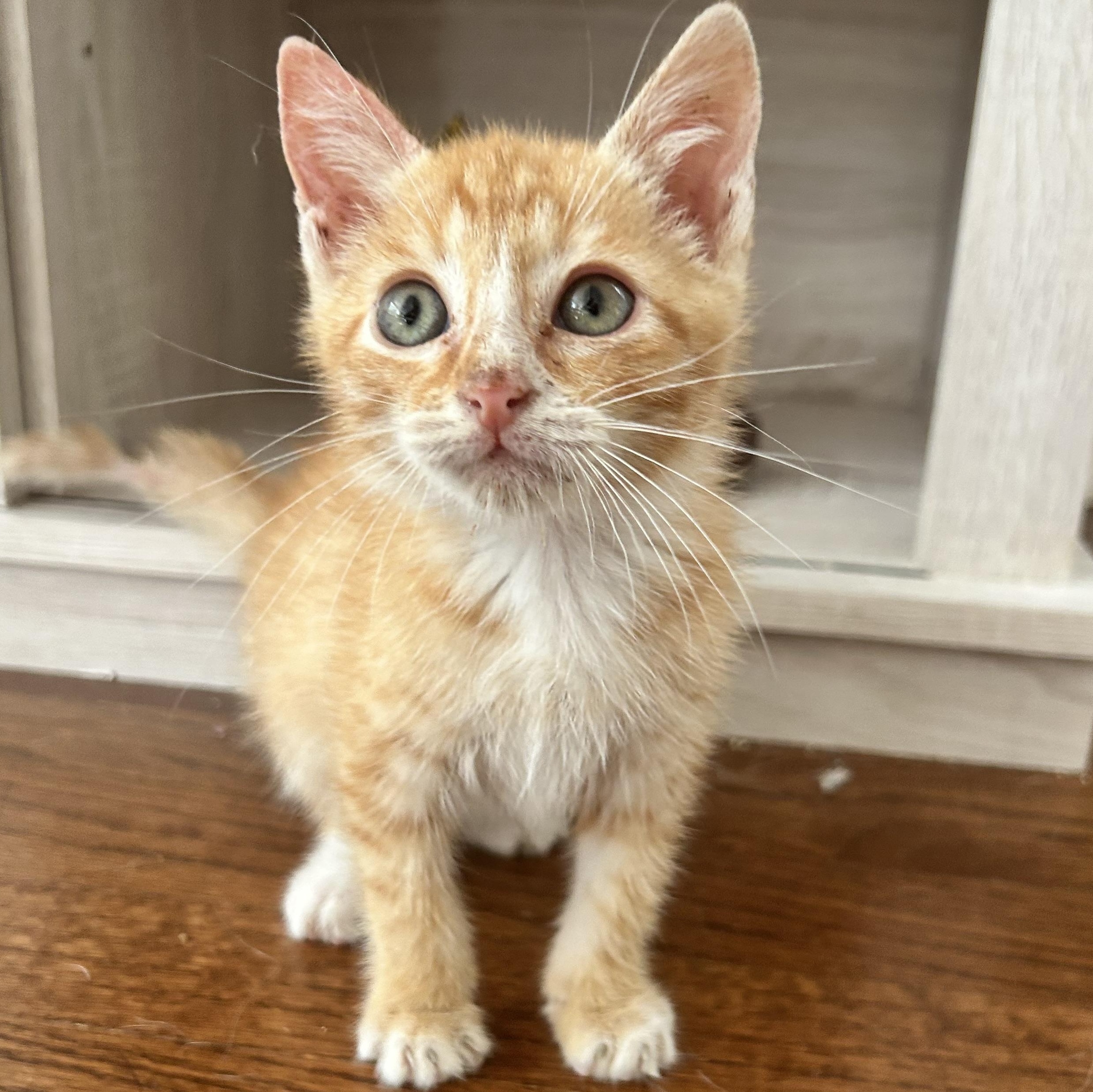 Enlarge Johnny Cash, a ADOPTABLE American Shorthair in Lilburn, GA image 1/6
