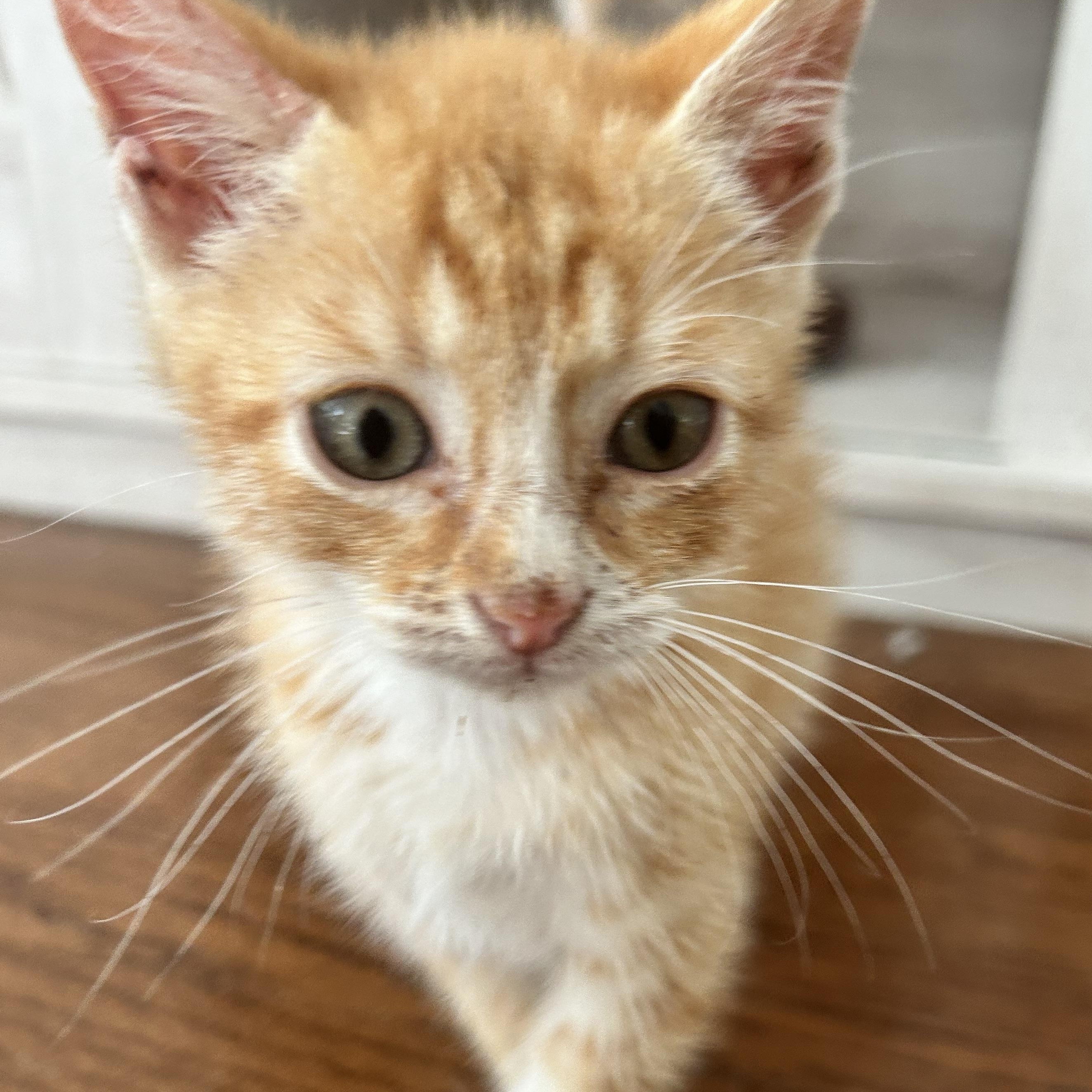 Enlarge Johnny Cash, a ADOPTABLE American Shorthair in Lilburn, GA image 2/6