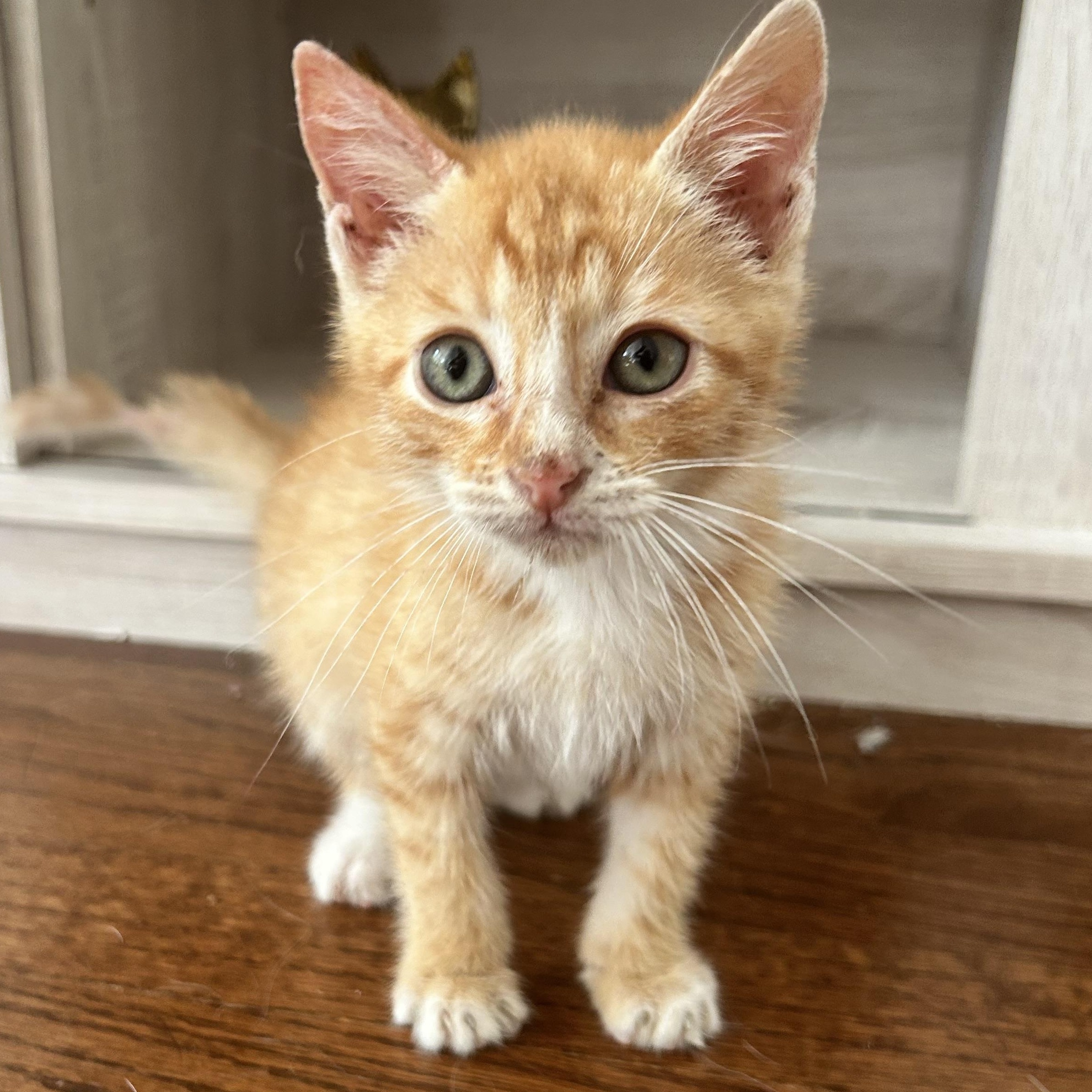 Enlarge Johnny Cash, a ADOPTABLE American Shorthair in Lilburn, GA image 6/6