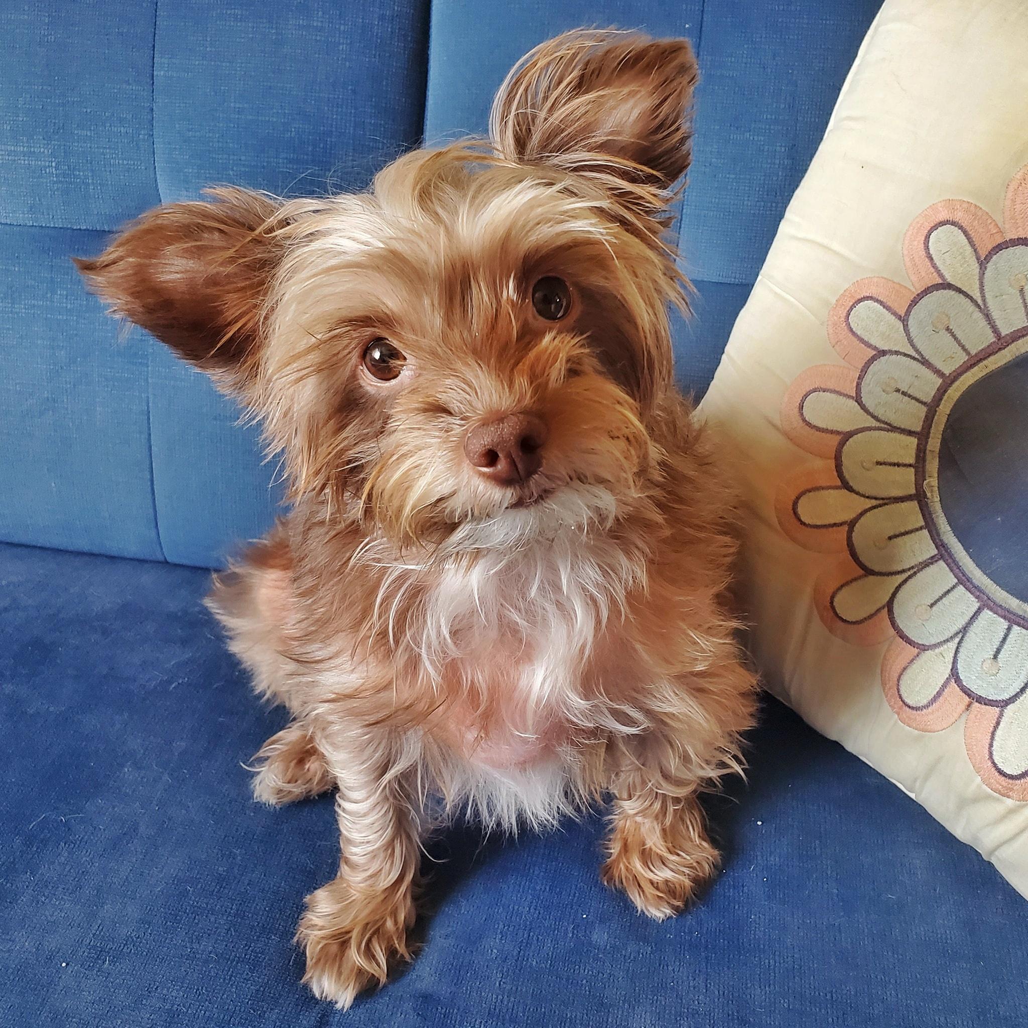 Mollie, ADOPTABLE, Adult Female Yorkshire Terrier & Chinese Crested Dog.