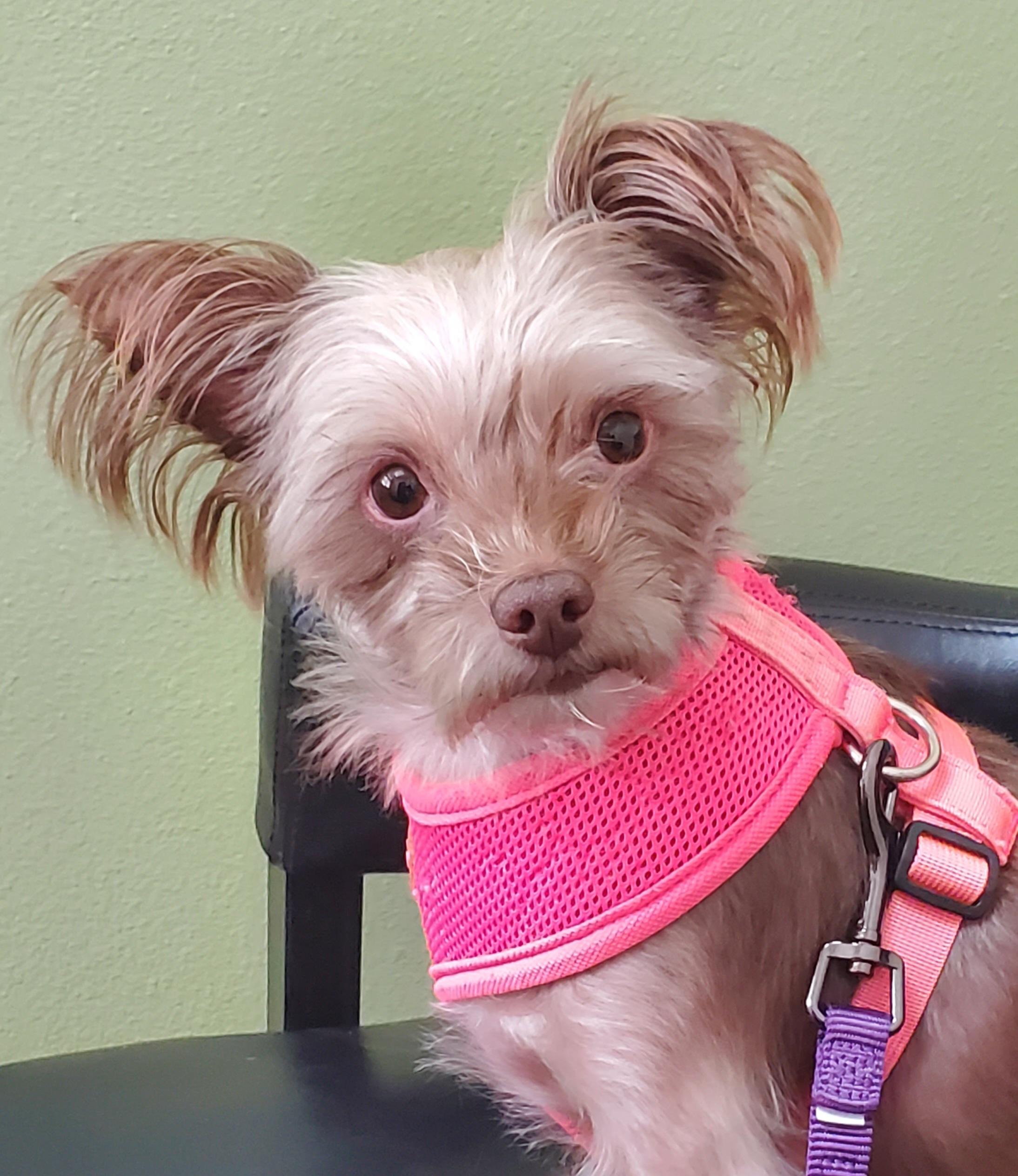 Enlarge Mollie, a ADOPTABLE mixed breed in Temecula, CA image 2/5