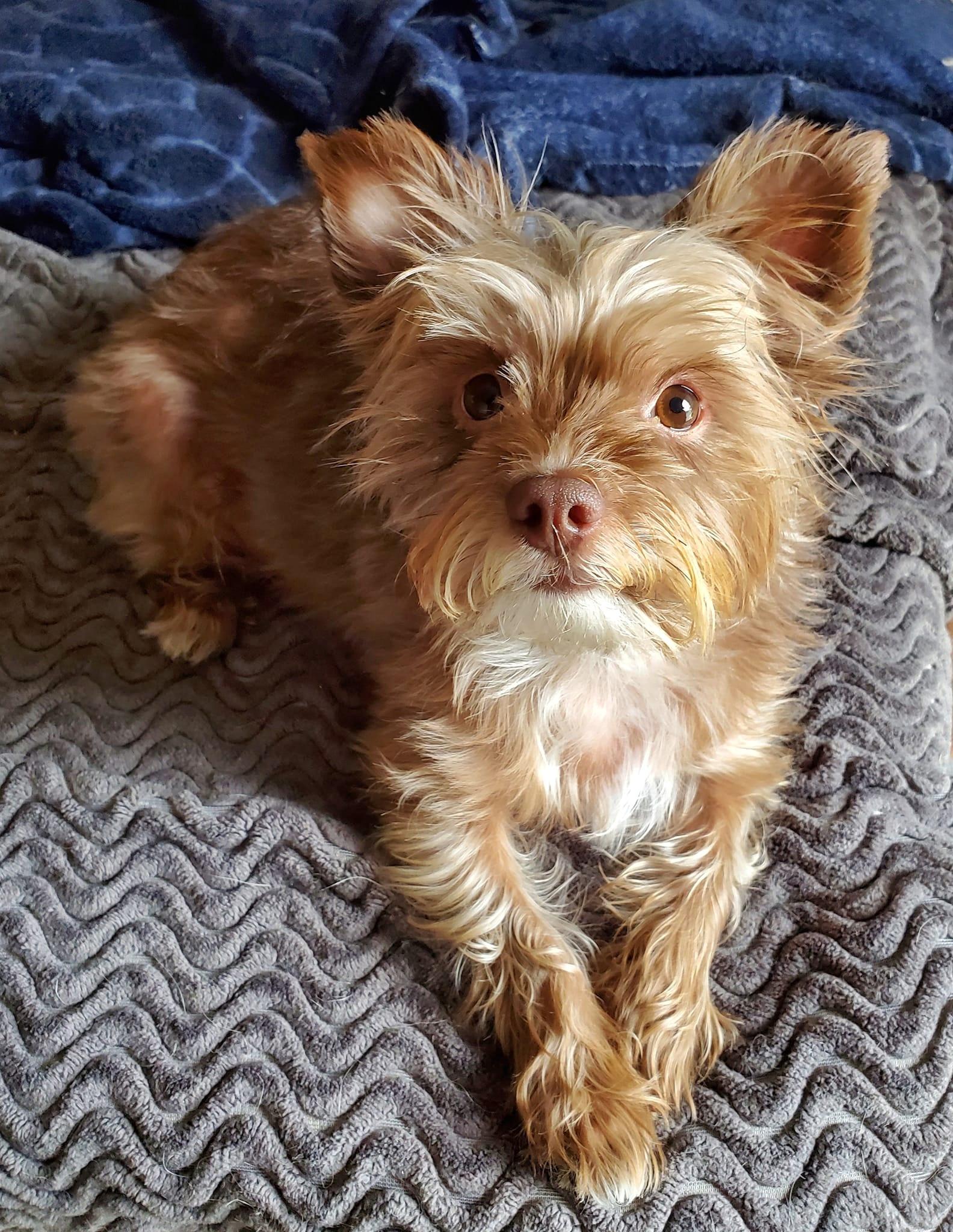 Enlarge Mollie, a ADOPTABLE mixed breed in Temecula, CA image 3/5