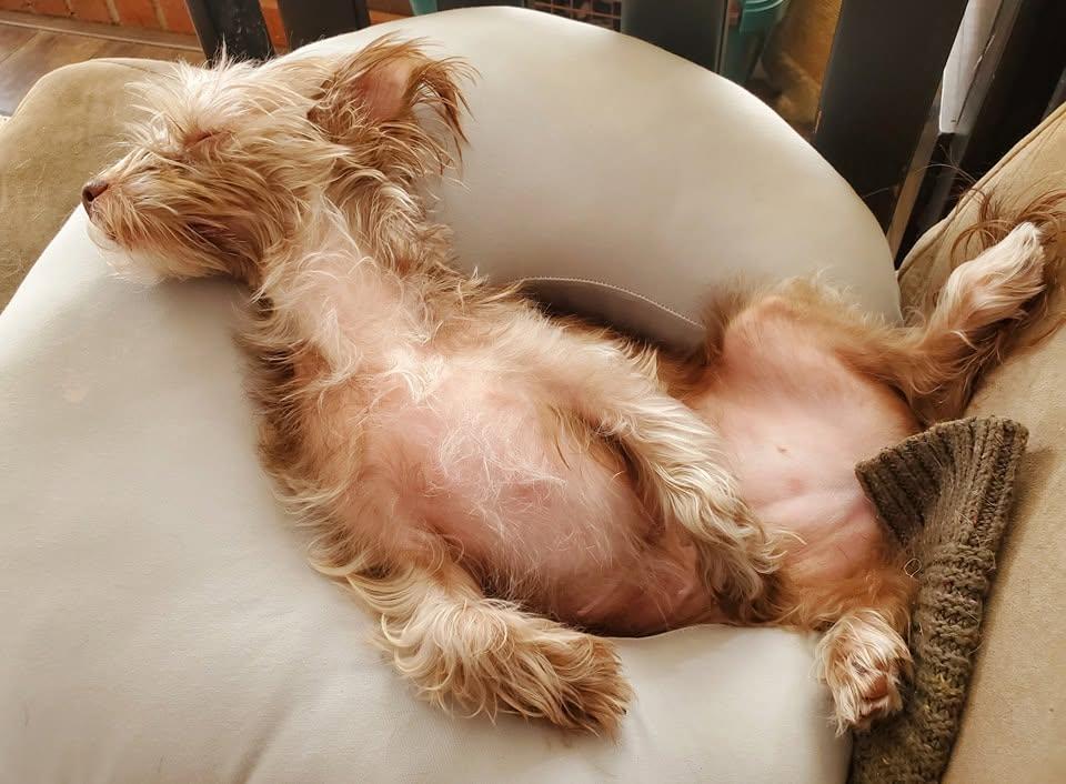 Enlarge Mollie, a ADOPTABLE mixed breed in Temecula, CA image 4/5