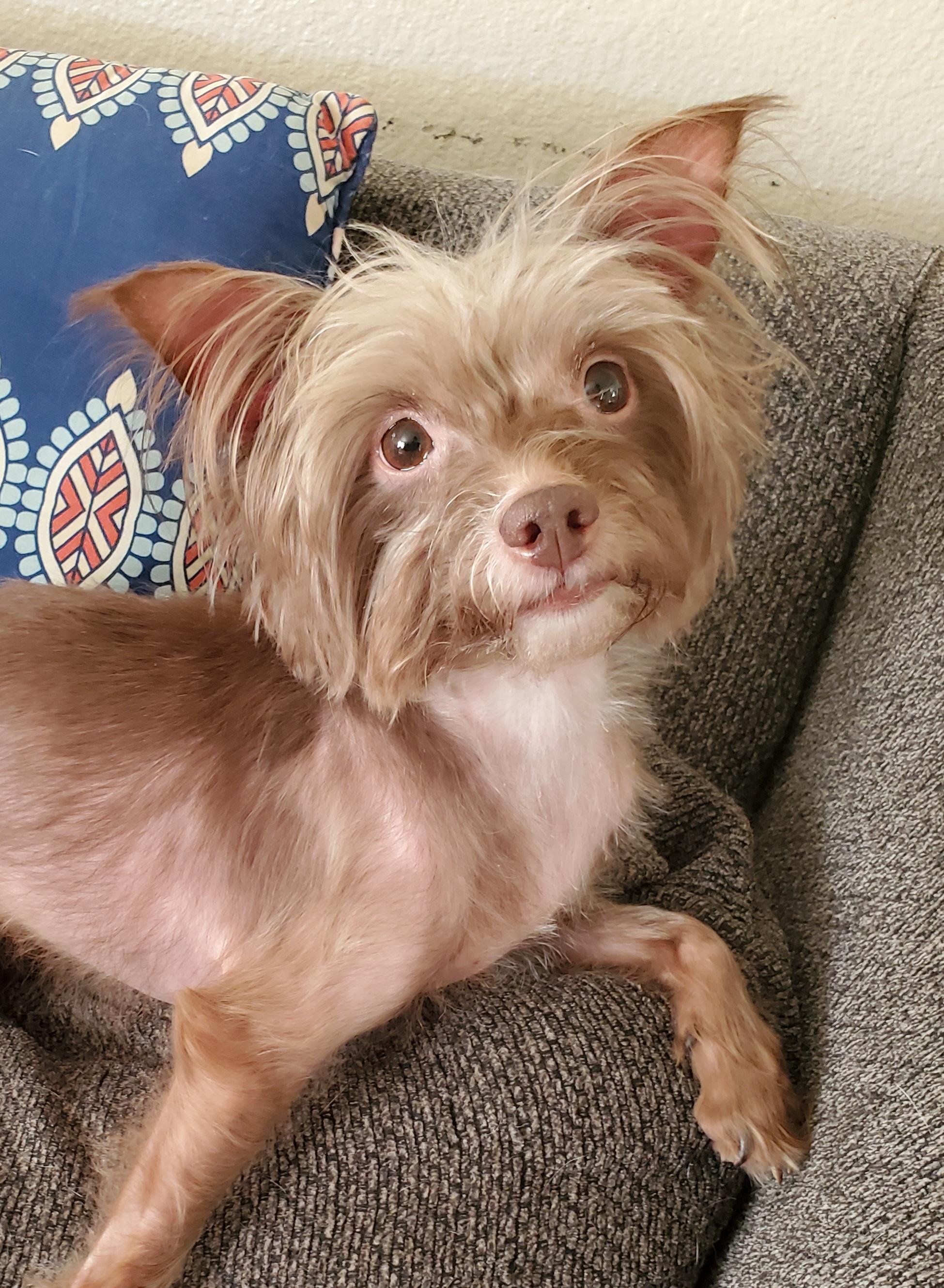 Enlarge Mollie, a ADOPTABLE mixed breed in Temecula, CA image 5/5