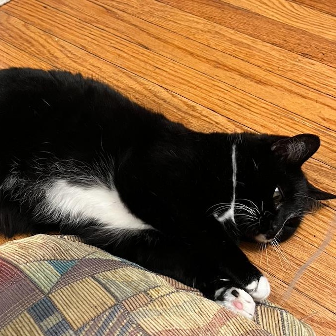 Stella (bonded to Addie), Adoptable, Young Female Domestic Short Hair.