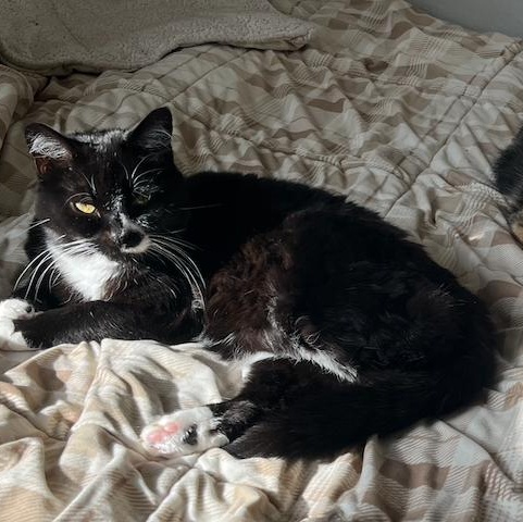 Enlarge Stella (bonded to Addie), a Adoptable mixed breed in Chicago, IL image 2/4