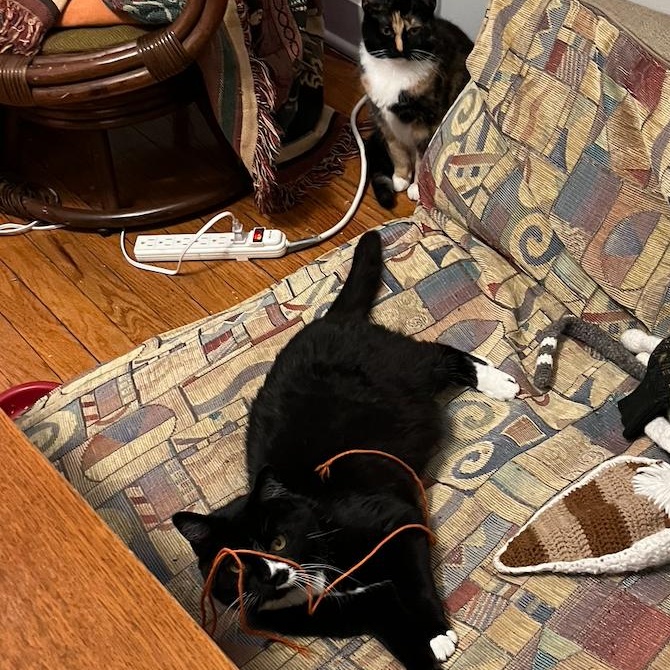 Enlarge Stella (bonded to Addie), a Adoptable mixed breed in Chicago, IL image 3/4