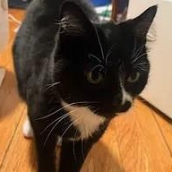 Stella (bonded to Addie), Adoptable, Young Female Domestic Short Hair.