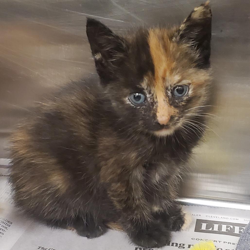 Enlarge Jenga, a Adoptable Domestic Short Hair in Novelty, OH image 1/1