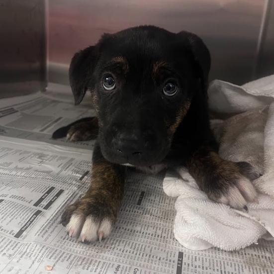 Marty, Adoptable, Puppy Male Shepherd.
