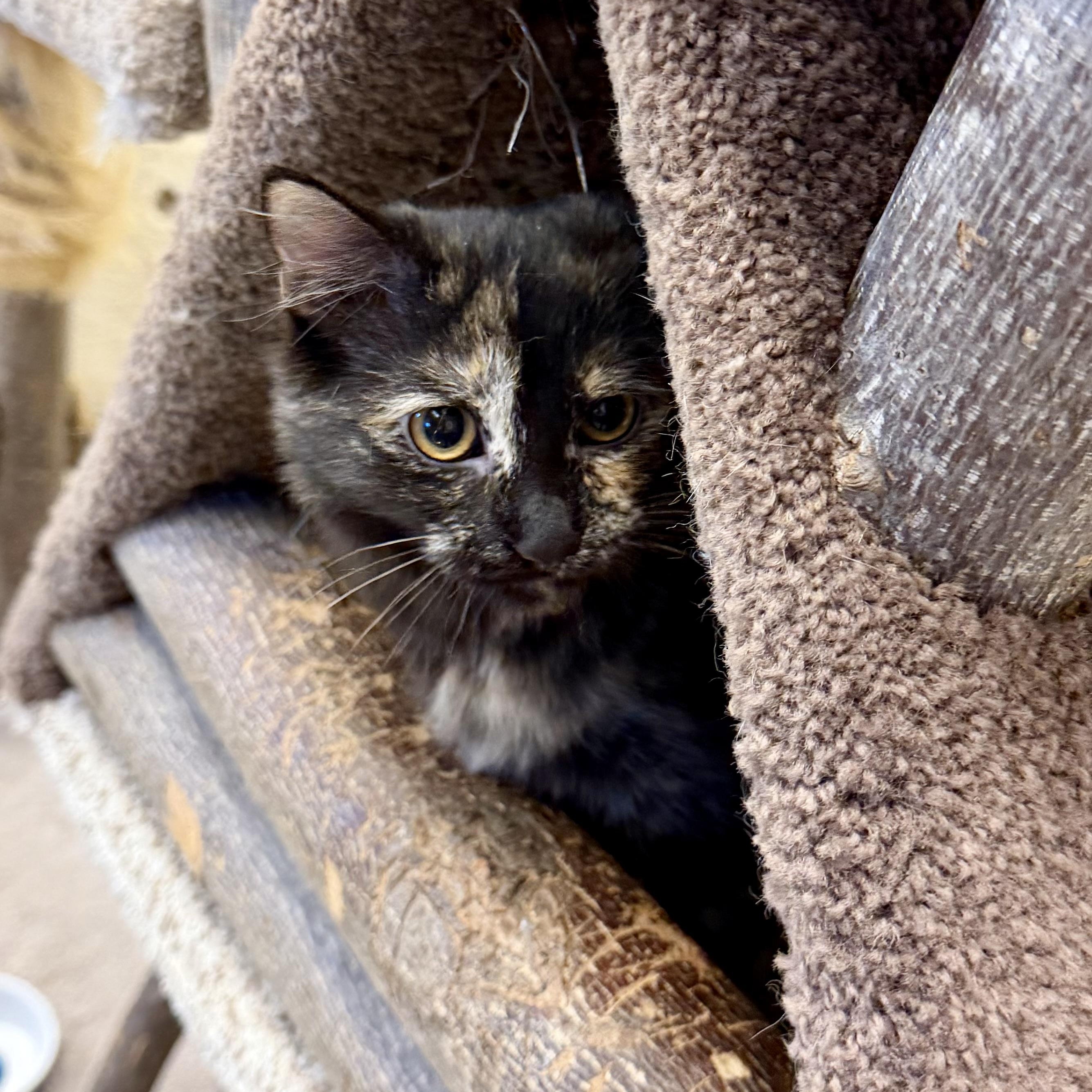 Enlarge Cindy Brady, an adopted Domestic Long Hair in Cincinnati, OH image 4/6