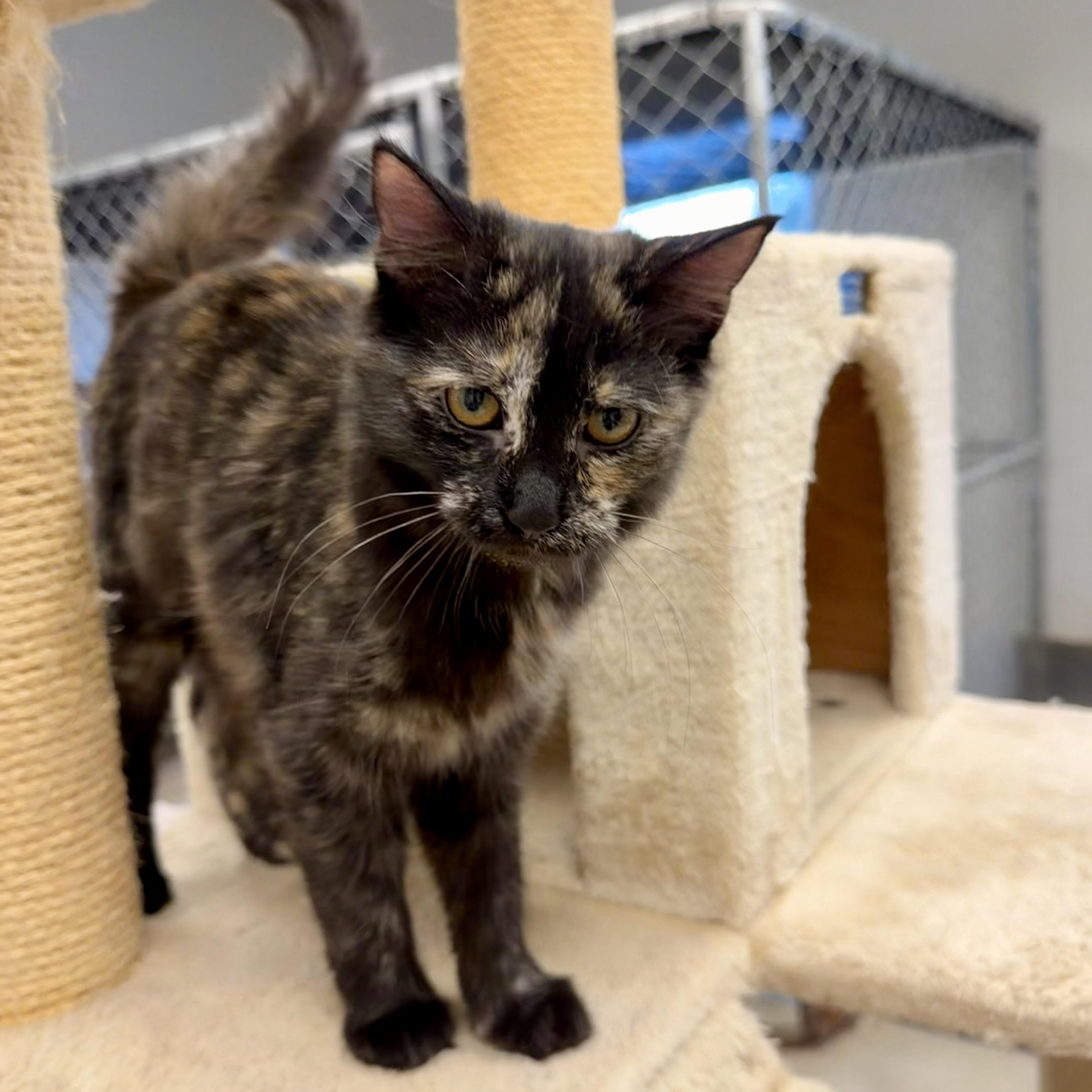 Enlarge Cindy Brady, an adopted Domestic Long Hair in Cincinnati, OH image 6/6