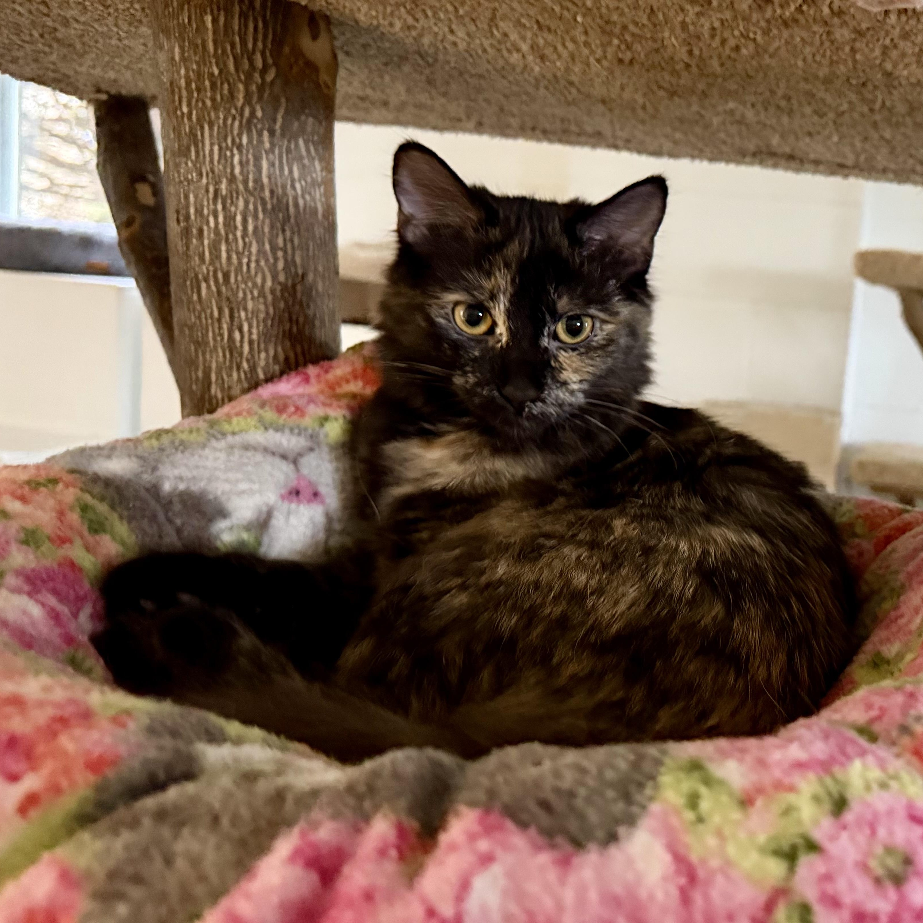 Cindy Brady, adopted, Kitten Female Domestic Long Hair.