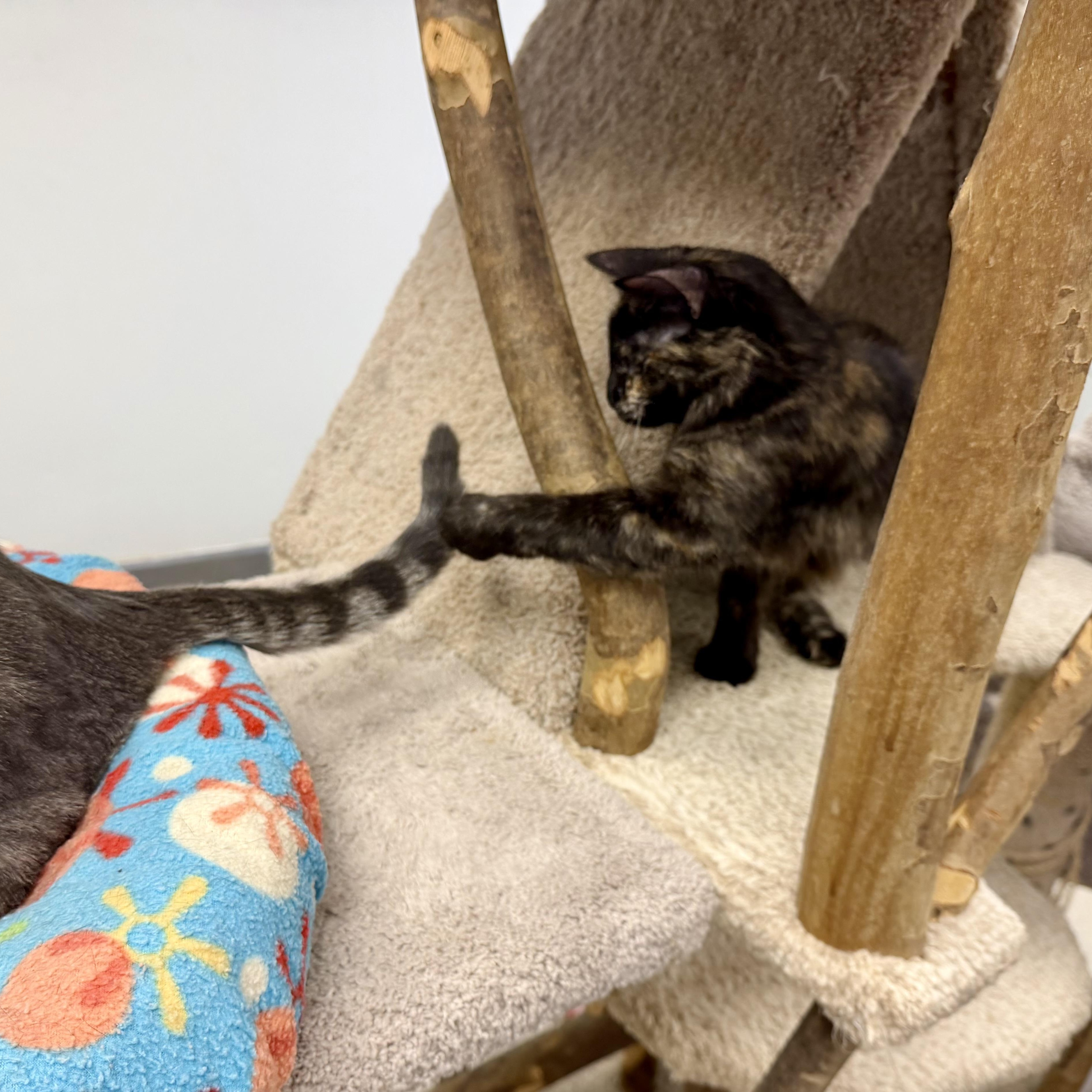 Enlarge Cindy Brady, an adopted Domestic Long Hair in Cincinnati, OH image 3/6