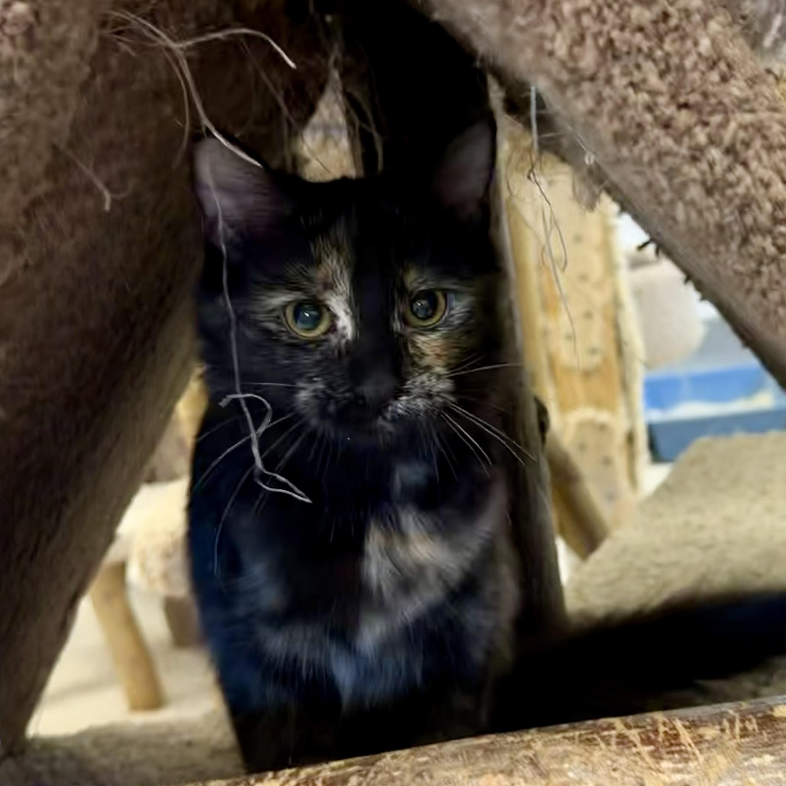 Enlarge Cindy Brady, an adopted Domestic Long Hair in Cincinnati, OH image 5/6